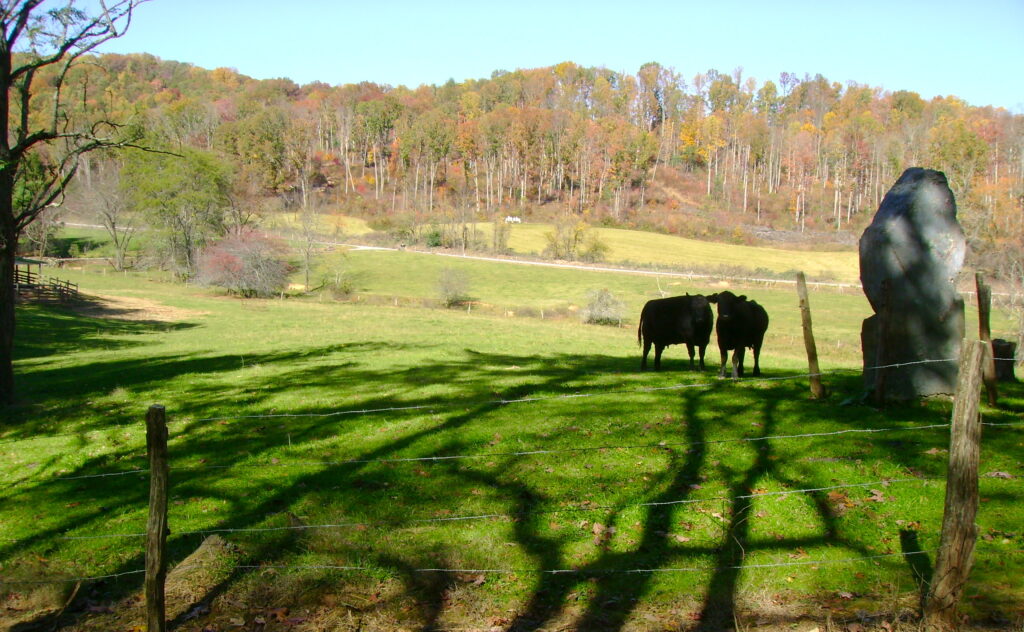 Two cows stand near a large rock in a fenced pasture, with a scenic background of trees in autumn colors and a distant road.