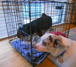 Two dogs are in the image. One dog is inside a metal crate on a blanket, and another dog is outside the crate, walking past it. The scene is indoors near a window with blinds.