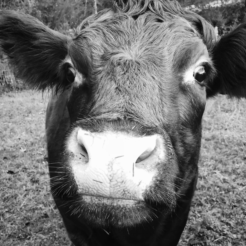 Close-up black and white photo of a cow's face, centered in the frame with a background of grassy field.