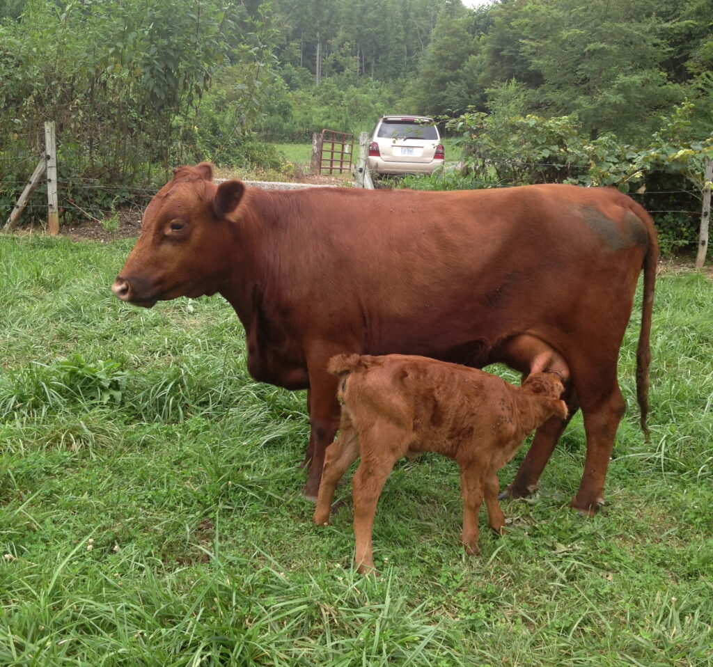 A brown cow stands in a grassy field while a calf feeds from it. A white car and trees are visible in the background.