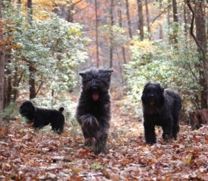 Three shaggy dogs walking through a forested area with fallen leaves and trees in the background.