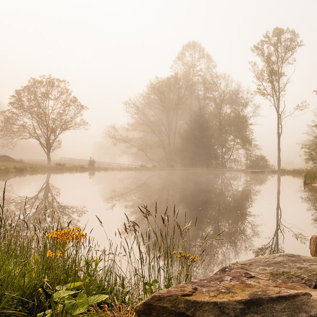 A tranquil pond surrounded by trees on a foggy morning, with wildflowers and rocks in the foreground and a wooden fence in the distance. The scene is reflected in the still water.