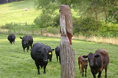 An owl perched on a wooden post in a grassy field with several cows, including black and brown ones, grazing nearby. Trees and a fence are visible in the background.