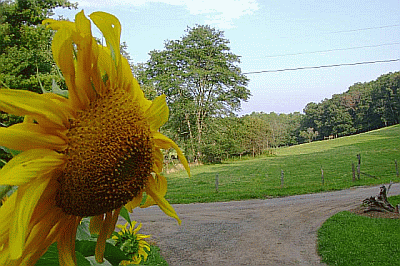 A large sunflower in the foreground overlooks a dirt path curving through a grassy field with trees in the background. The sky is clear, and there are power lines visible above the field.