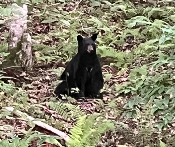 A black bear sits on the forest floor surrounded by green foliage and ferns.